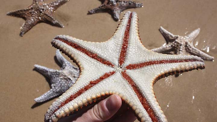 Starfish at on the shores of the beaches on Moreton Island